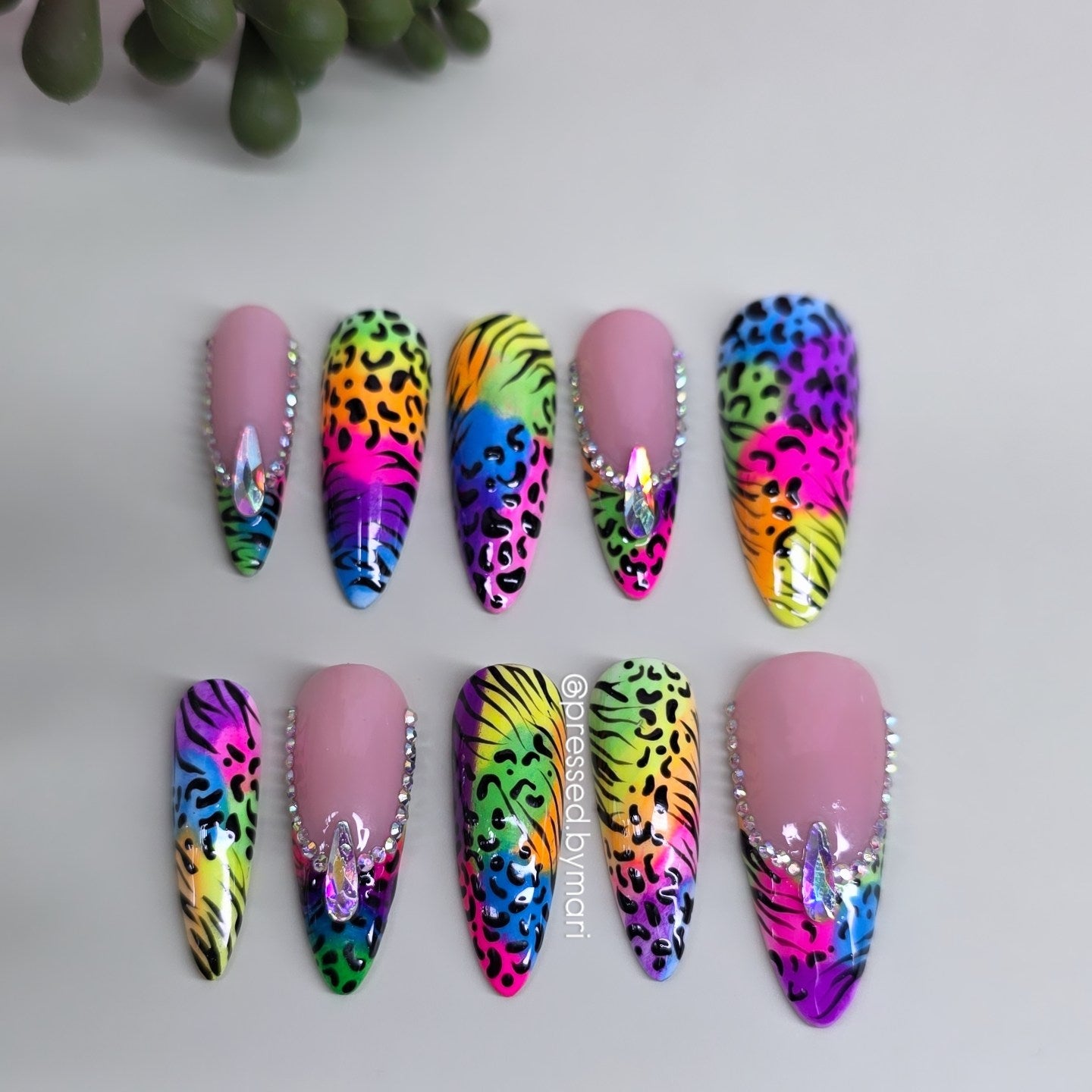 Rainbow Safari🌈